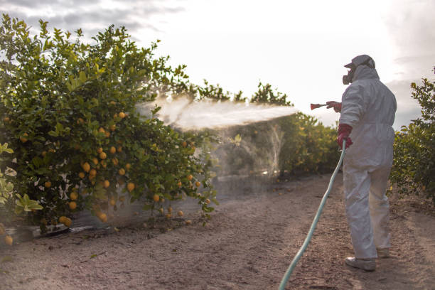 Best Wasp Removal Services  in Mahnomen, MN